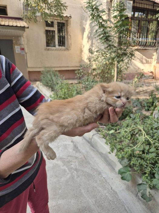 Котенок в добрые ручки