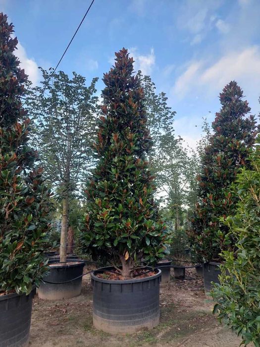 Magnolia Grandiflora de vanzare