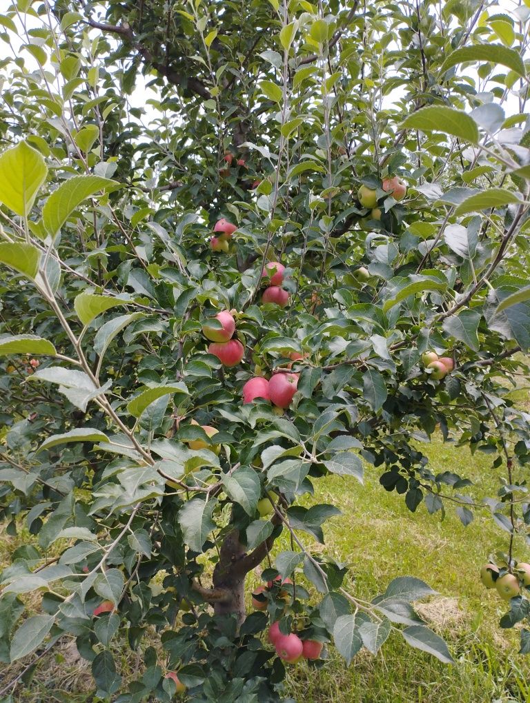 Продам яблоки.Стар эрли