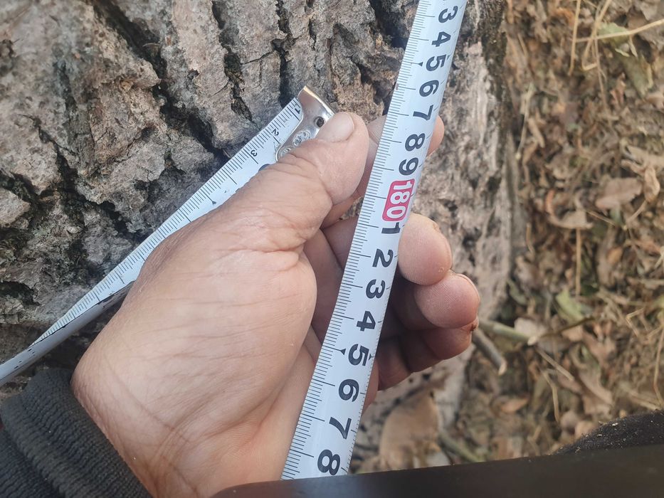 Yong‘oq daraxti sotiladi