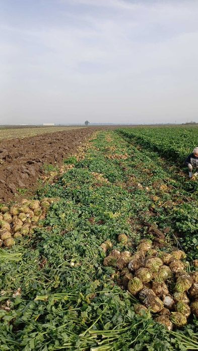 Țelină  de vânzare