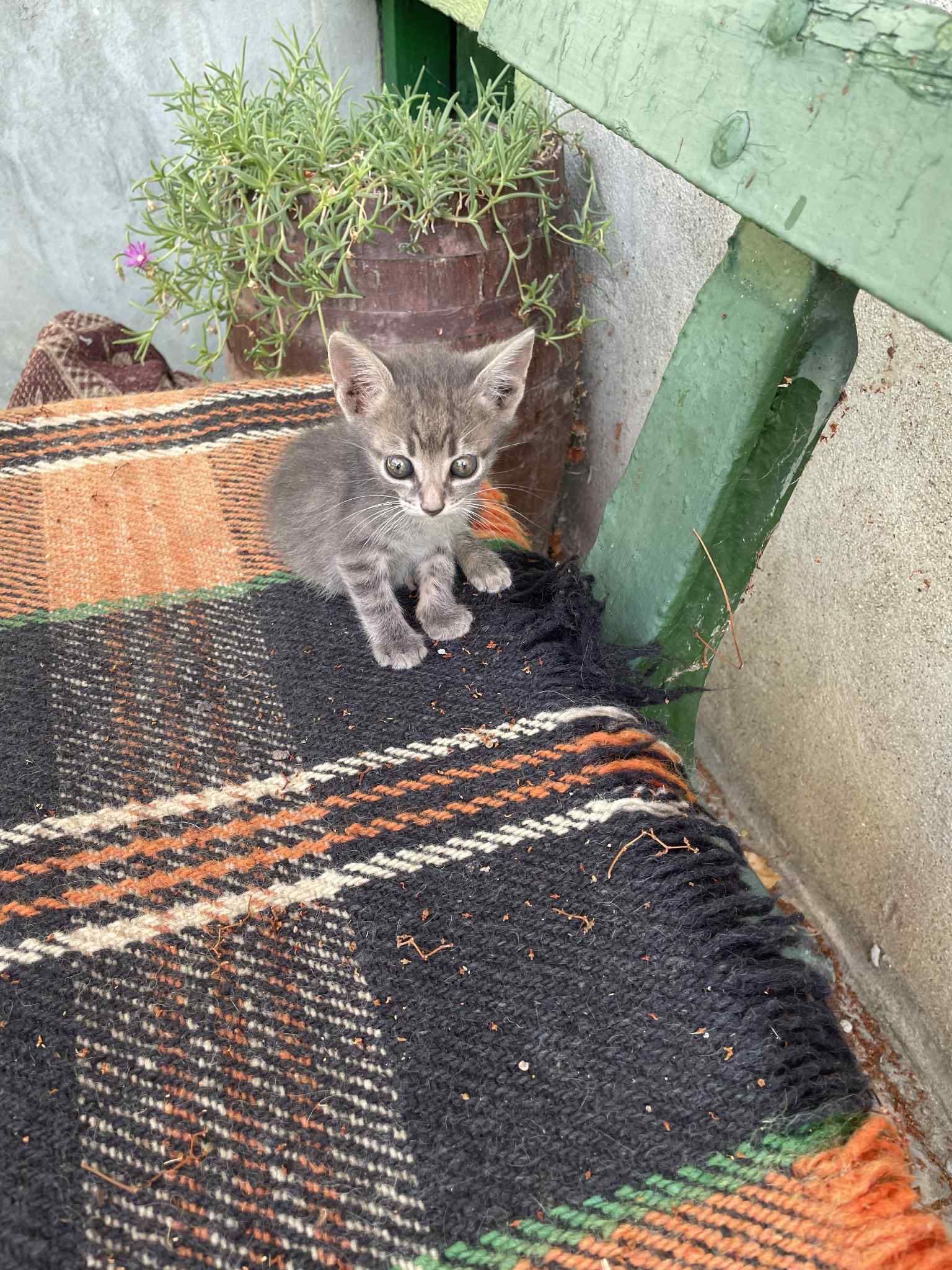Подарявам 4 котенца
