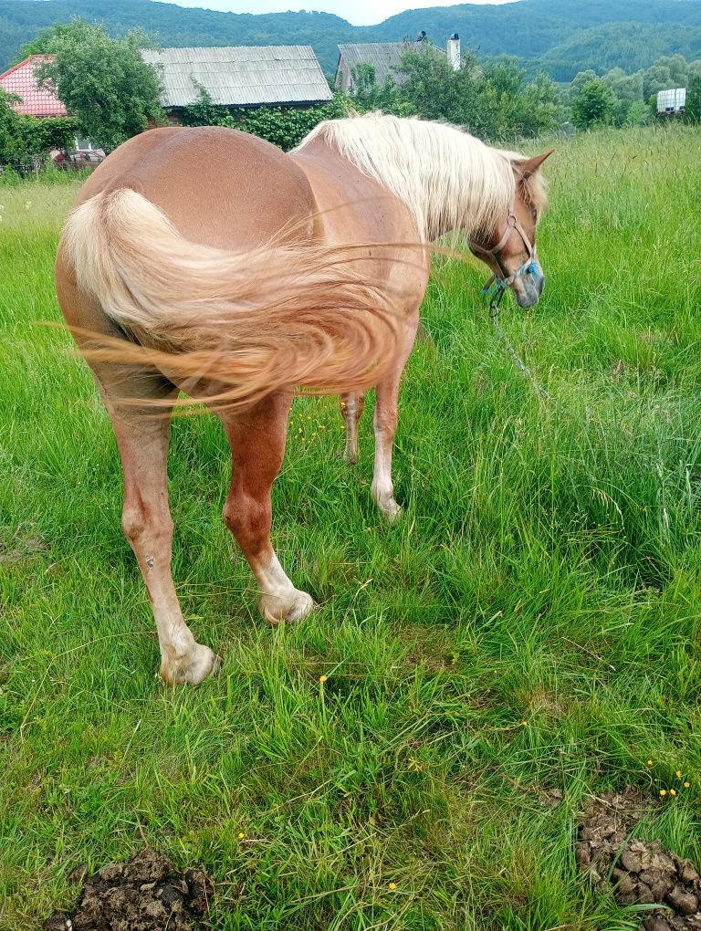 De vânzare doua mânze.