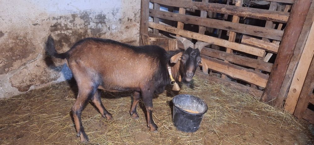 Vand sau schimb tapi din rasa alpin francez