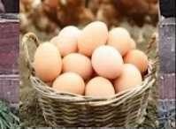 Домашние яйца 10 штук 500тг