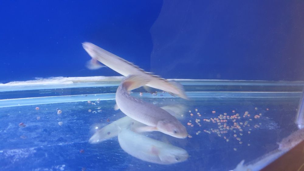 Akvarium balulari sotiladi soni 4 ta