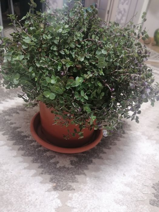 Каллизия ползучая