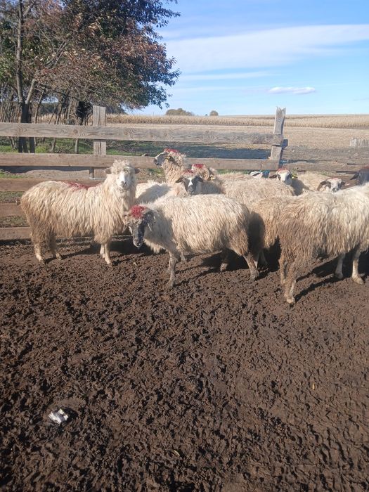 Vând 10 oi și un berbec