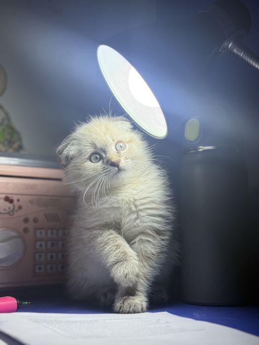 СКОТИШ ФОЛД! 2,5 месяцев