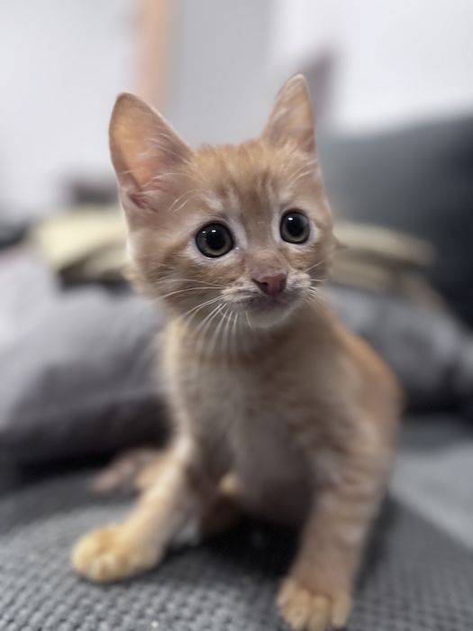 Пропал котенок 4-5 месяцев