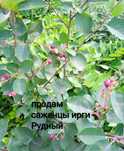 Продам саженцы ирги