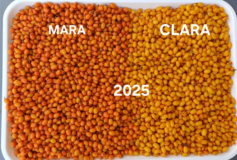 Catina congelata Clara 2025