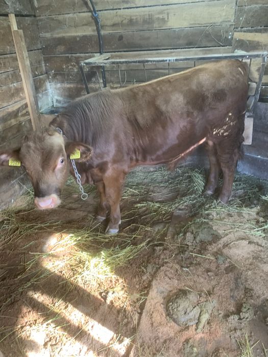 Vand 2 taurasi angus