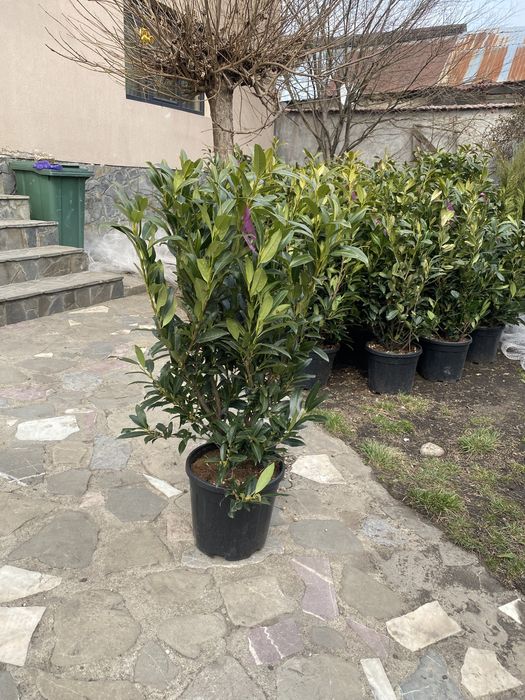 Vand prunus laurocerasus laur englezesc