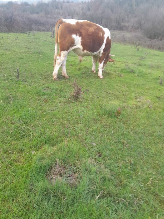 Vand o vaca si un junc