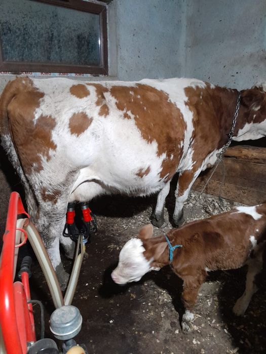 Vând două vaci cu viței