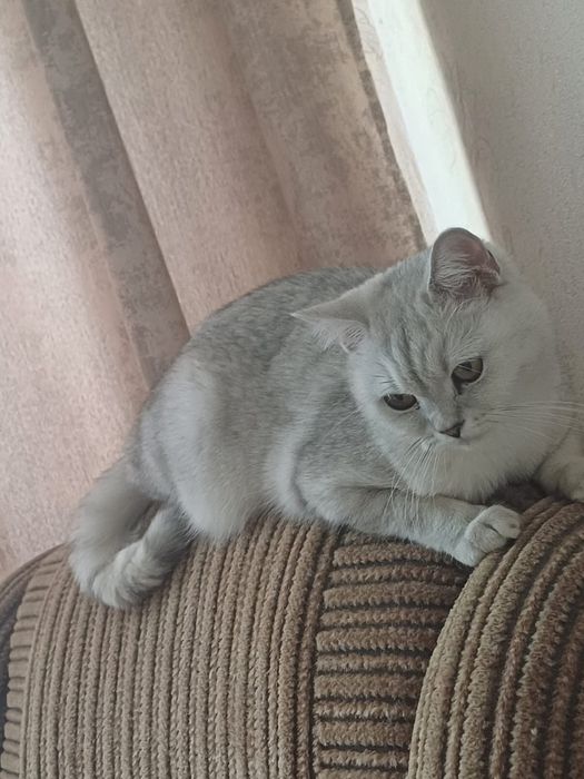 Отдам кошку в хорошие руки