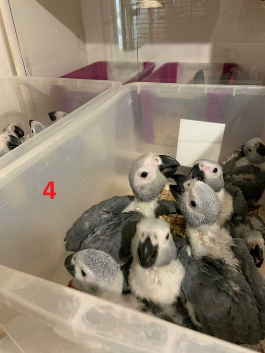 Папагали кралско Жако - ръчно хранени цени от 1100лв на ЕДРО!