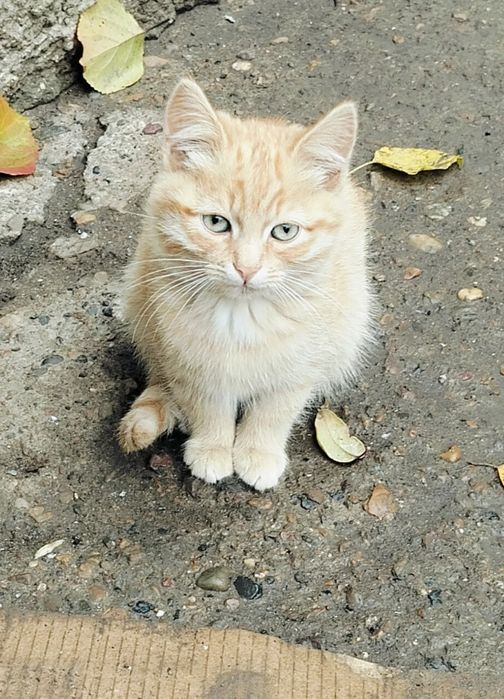Отдам котят бесплатно в хорошие руки район мехового комбината