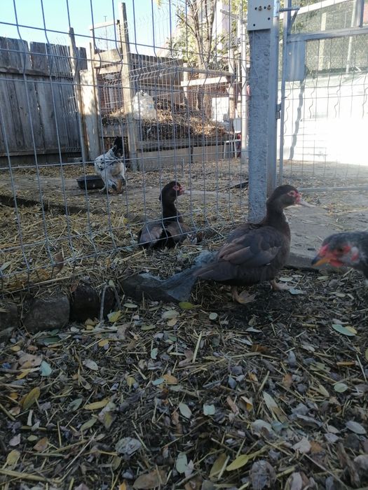 Rate mute ciocolatiu cu alb