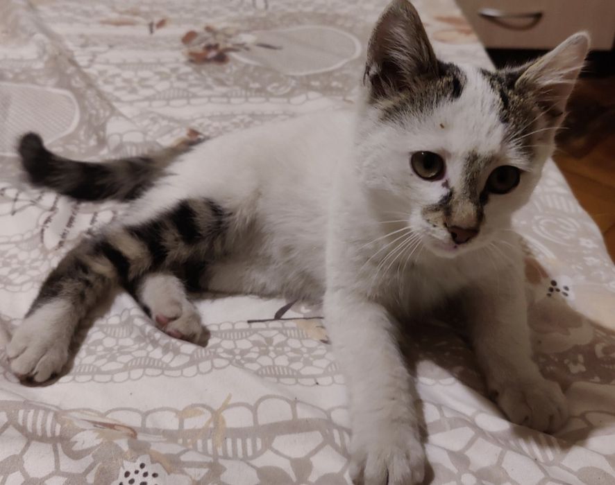 Подарява се красиво мъжко котенце