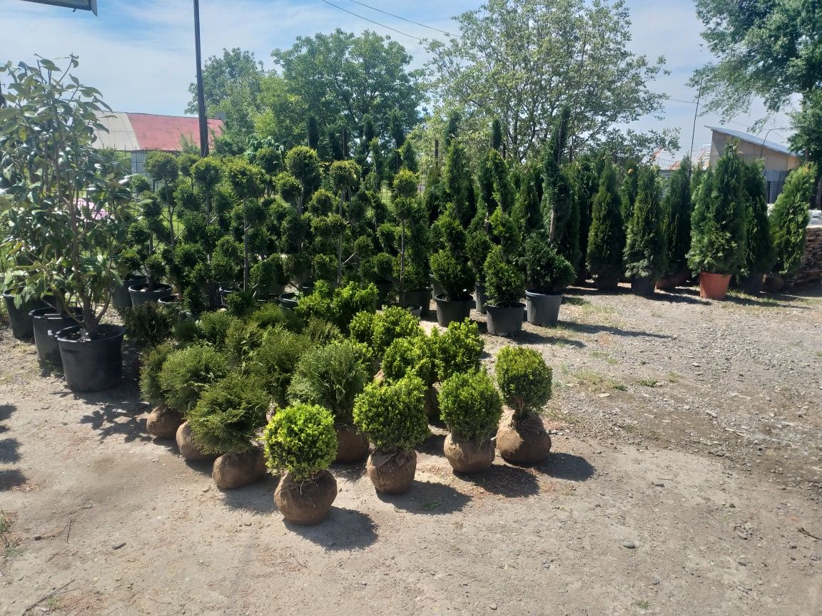Plante  pentru grădină conifere