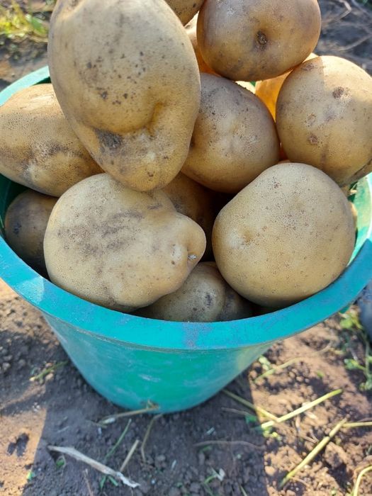 Продам  картошку  дачную 3000 тнг ведро  10 литров
