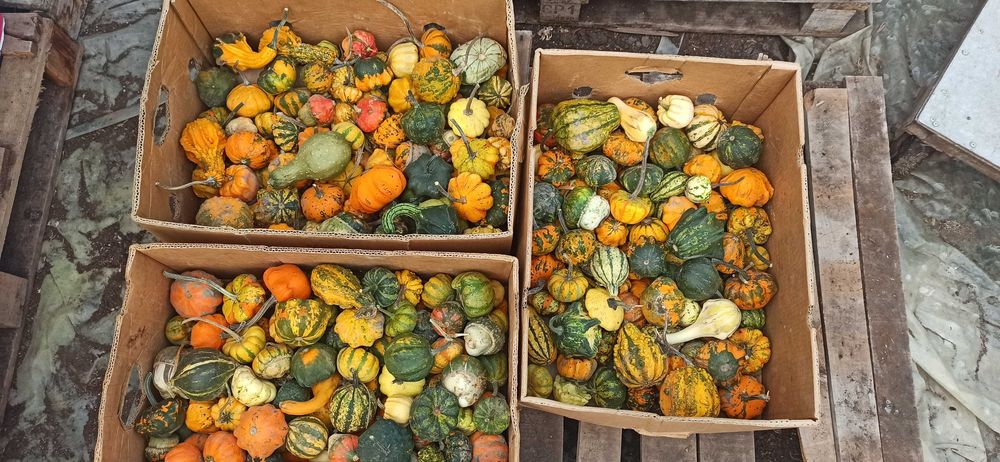 Тикви  за декорация