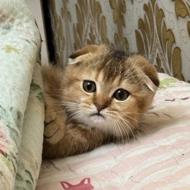 котик золотой шиншиллы