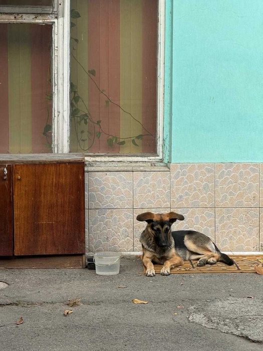 отдадим в хорошие руки