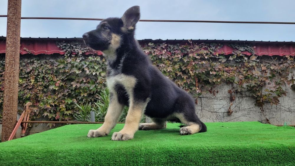 Ciobanesc  Est-european  femela.