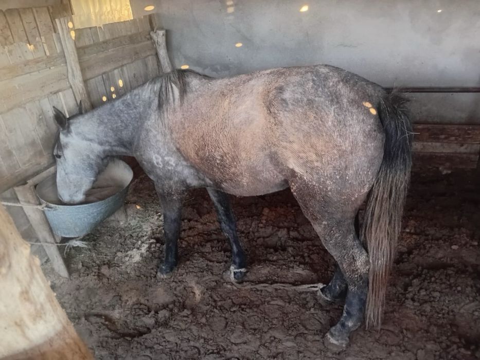 Откормда тұрған 4 жасар бие сатылады