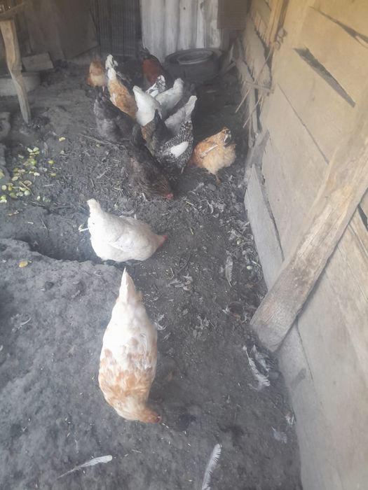 Продам кур по 2500