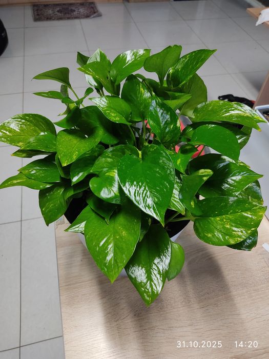 Эпипремнум, Сциндаптус,гул, комнатная растения 5.5 л горшок