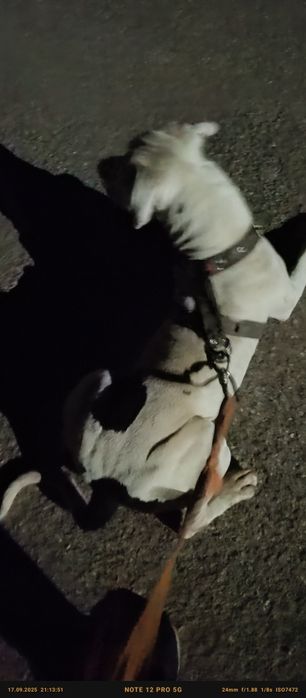 Vând sau schimb cu ori ce