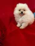 Pomeranian băiețel