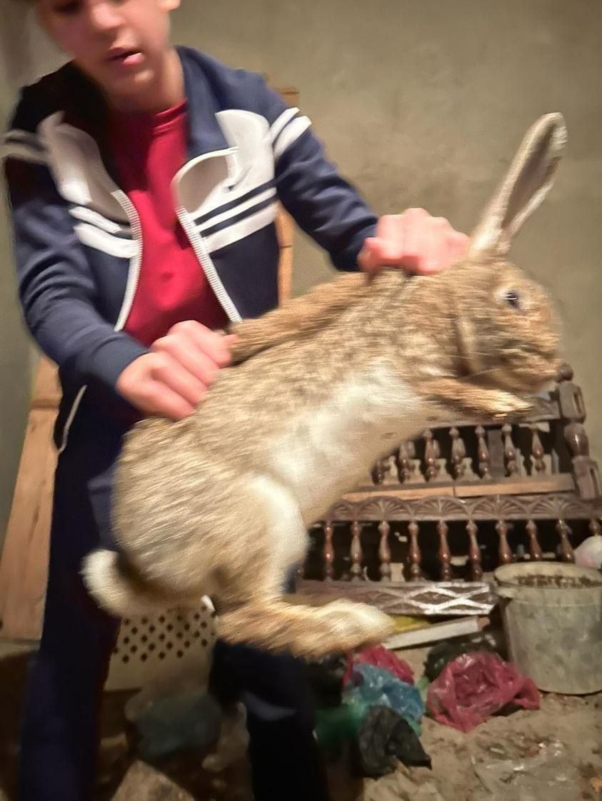 Кролики бельгийский великан ,девочка-мальчик