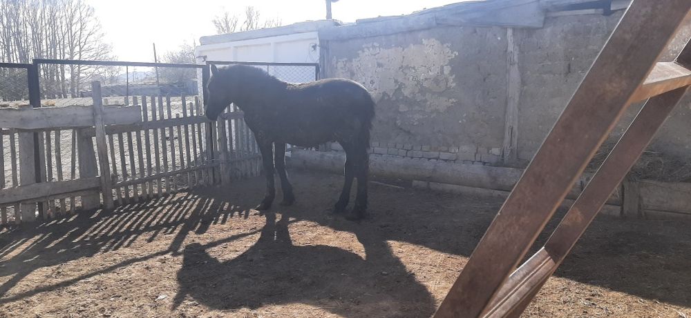 Тай. Байтал. Ту биелер.  Согым. Ет. Мясо. Конина