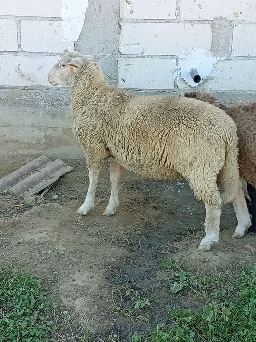 Berbec de rasa de vânzare
