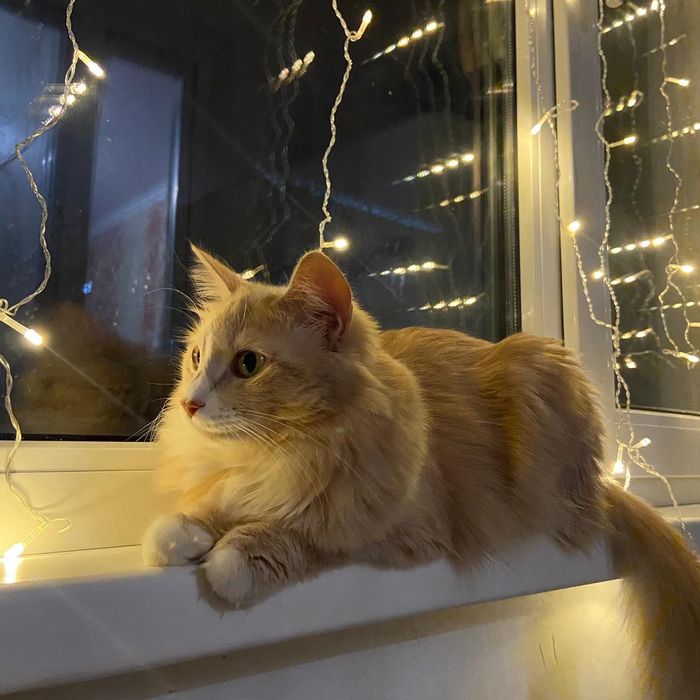 Продаю породистую кошку