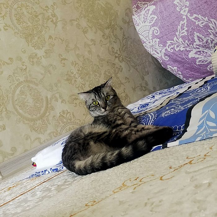 Отдам в хорошие руки.кошка Миа