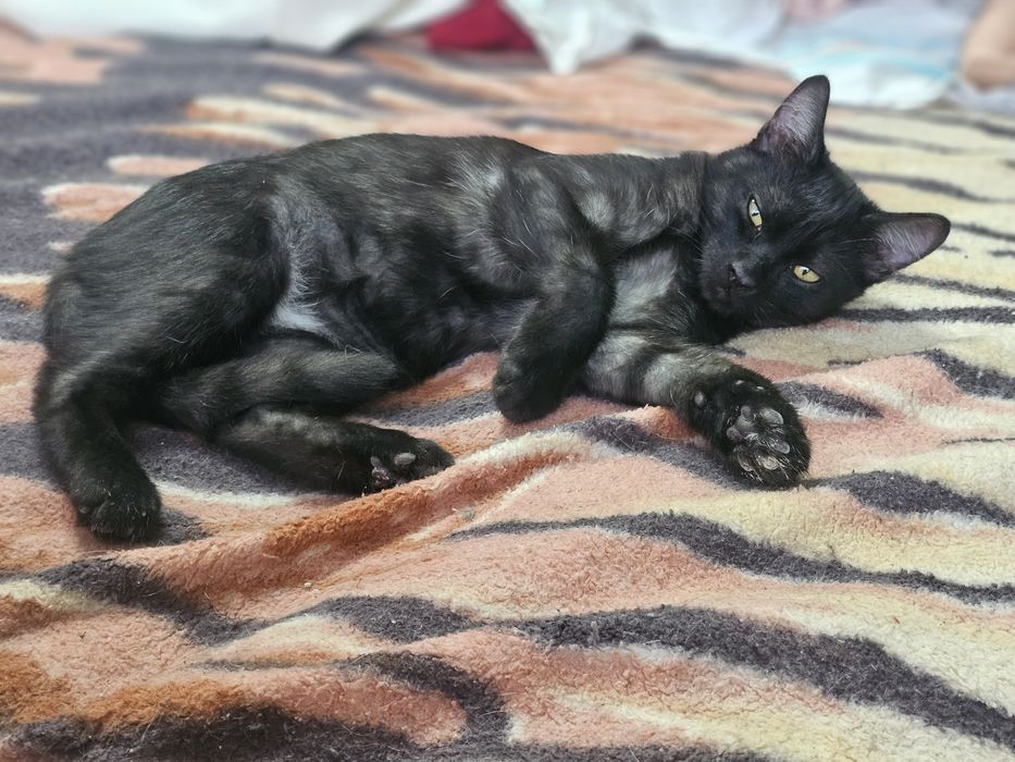 Котенок котята котики котэйки в добрые руки