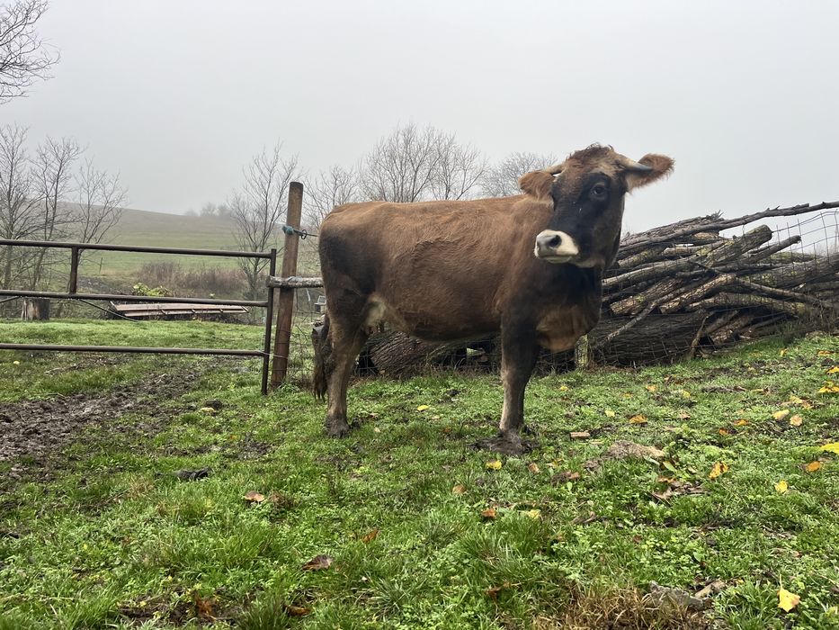 Vand junica gestanta