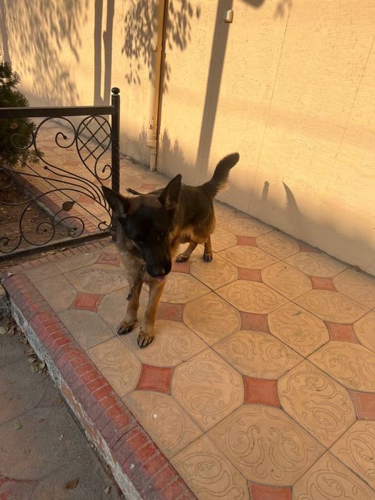 Продается щенок порода немецкая авчарка