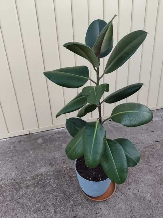 Фикус каучуконосный