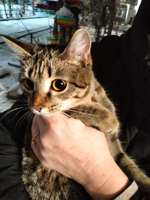 Пристраивается кошечка молодая