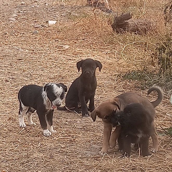 Щенки домашние, охрана.