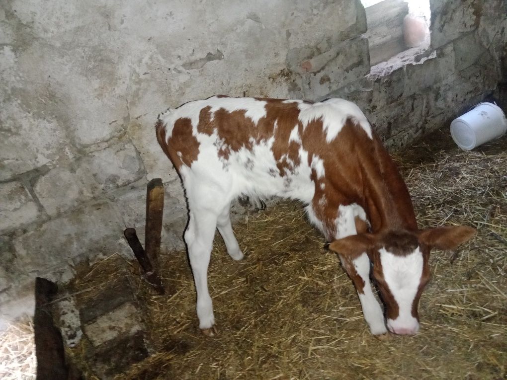 Продам теляти 1 бычок , 3 тёлочку