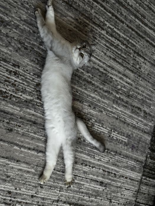 Кот шишншила окрас серебро