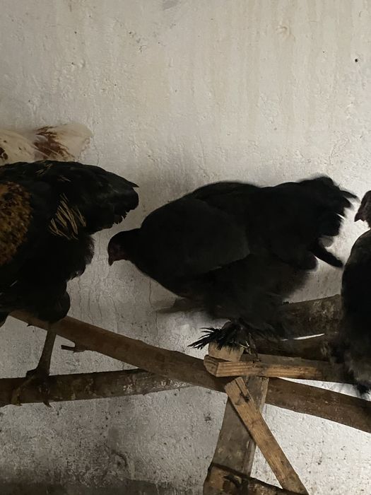 Gaini si cocosi  de tara scoti la closca